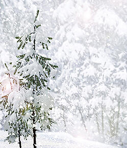 Family Friendly Ways To Celebrate The Winter Solstice In Martha S