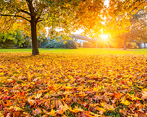 dollarphotoclub_86844301-tn