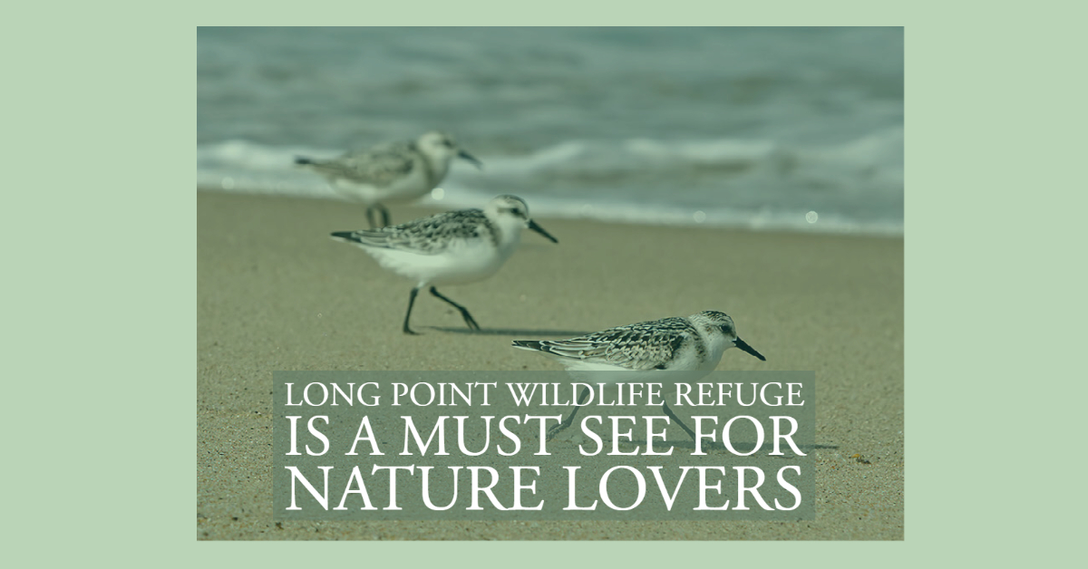 Long Point Wildlife Refuge Is a Must See for Nature Lovers
